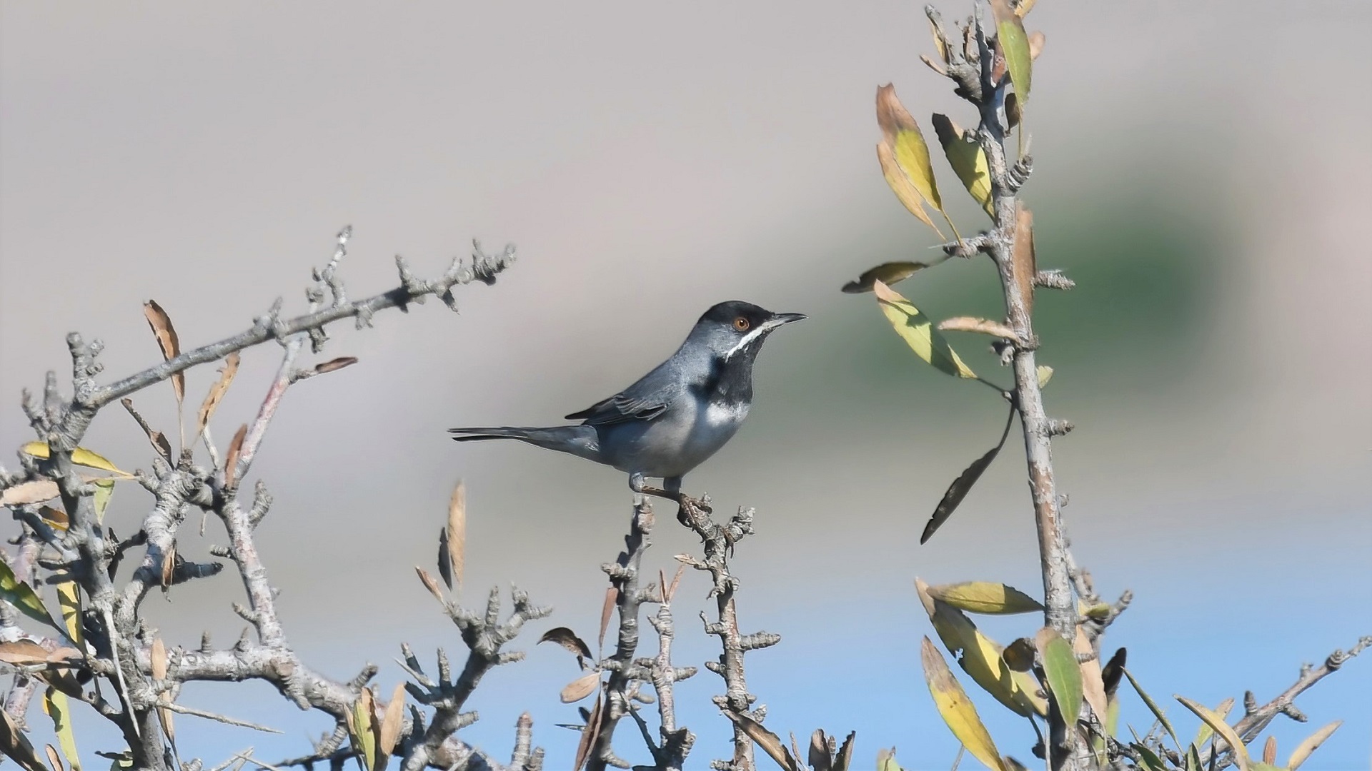 Rüppell's Warbler